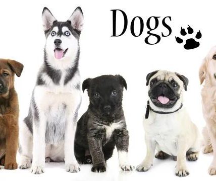 Where to Find the Best Dog Boarding Pensacola