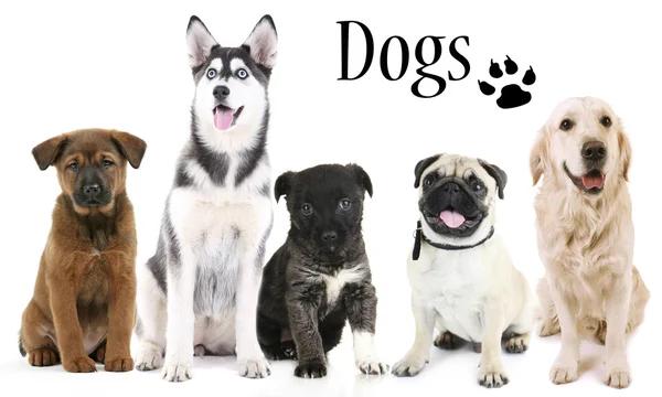 Where to Find the Best Dog Boarding Pensacola