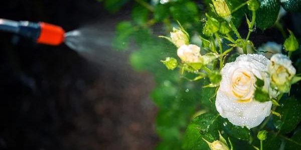 The Hidden Dangers of Ignoring Wasp Infestations in Sydney