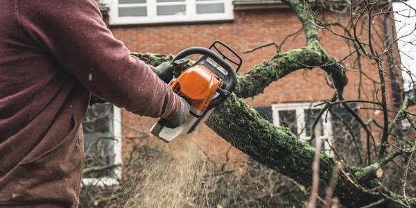 Fast and Efficient Tree Removal Specialists