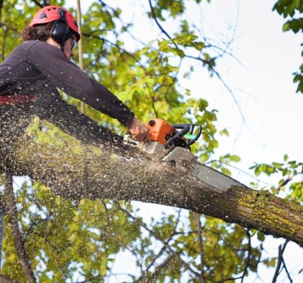 Tree Service in Shelton for Tree Pruning and Care