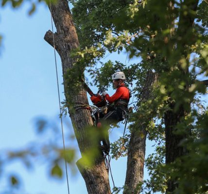 Choosing the Right Cedar Park Tree Service for Your Property