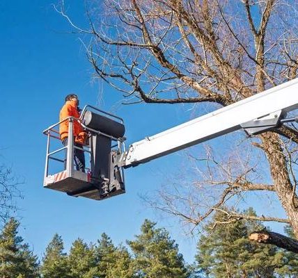 Licensed Tree Removal Services Near Me for Hassle-Free Cleanup