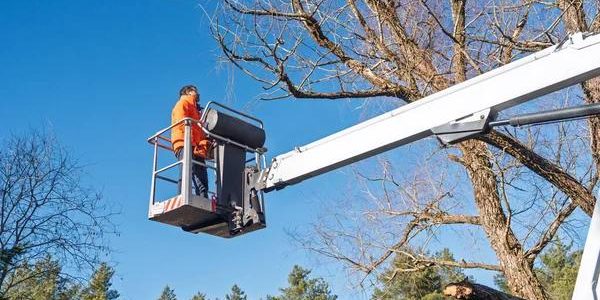 Licensed Tree Removal Services Near Me for Hassle-Free Cleanup
