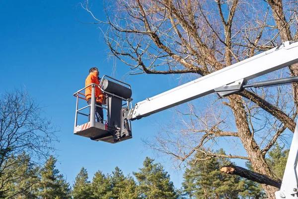 Licensed Tree Removal Services Near Me for Hassle-Free Cleanup