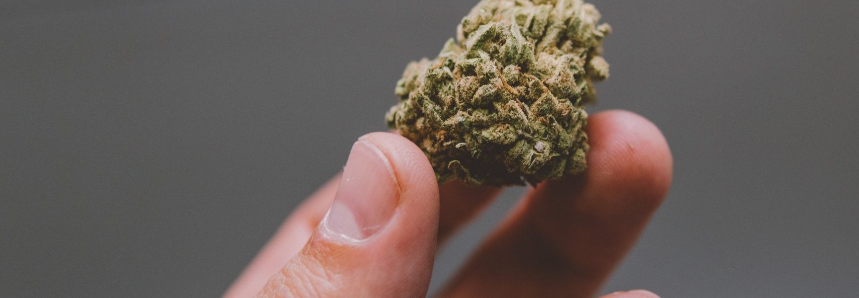 Discover Cannabis Knowledge Through Wietforum Community Insights