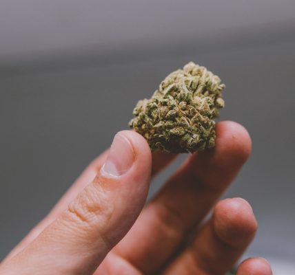 Discover Cannabis Knowledge Through Wietforum Community Insights