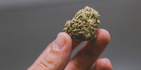 Discover Cannabis Knowledge Through Wietforum Community Insights