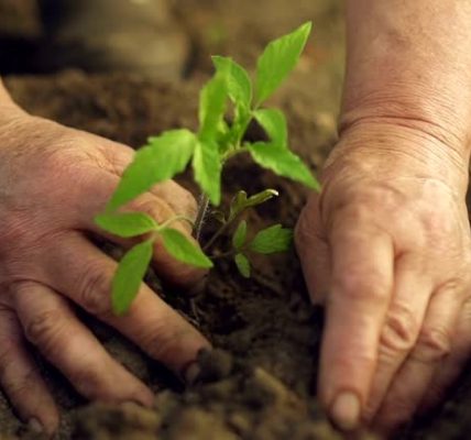 Nurturing Your Mind and Indoor Garden