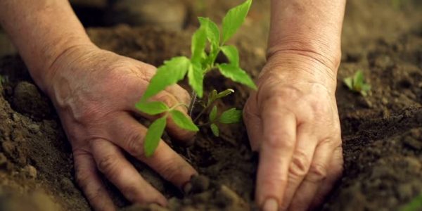 Nurturing Your Mind and Indoor Garden