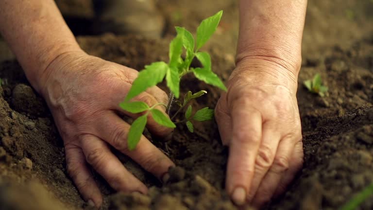 Nurturing Your Mind and Indoor Garden